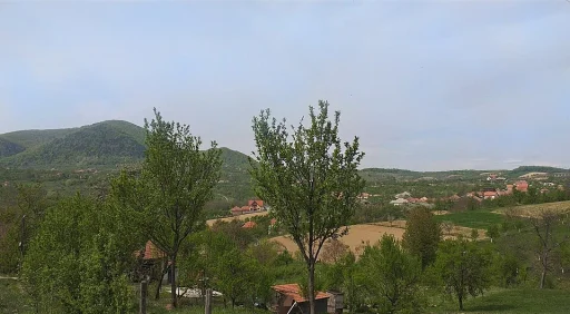 Turț