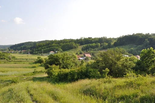 Licurici